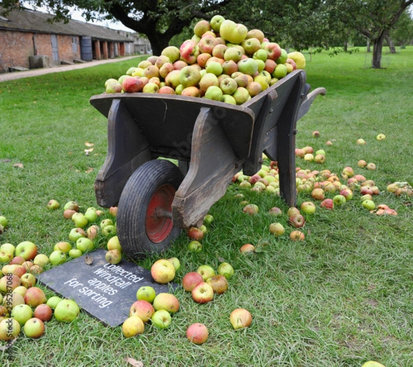 Obraz Old wooden wheelbarrow full to overflowing with windfall apples in English orchard.