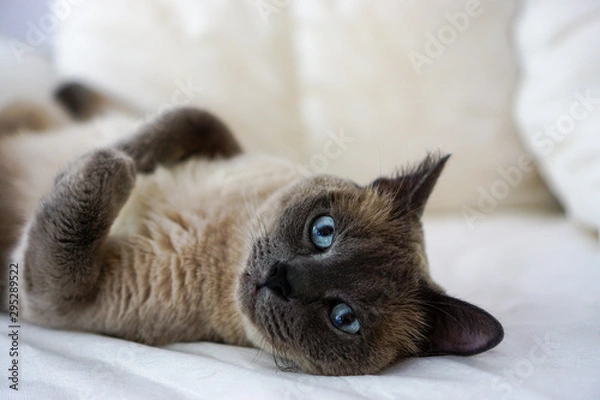 Obraz Adorable sleepy cat