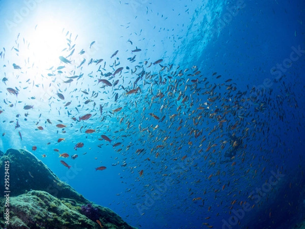 Fototapeta 世界遺産_沖ノ島_スキューバダイビング