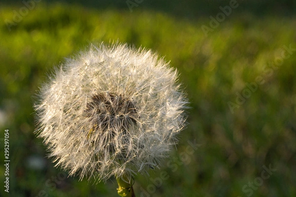 Obraz Löwenzahn Macro 2