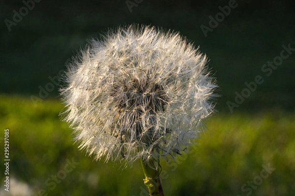 Obraz Löwenzahn Makro 1