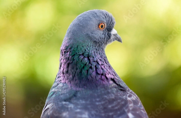 Fototapeta Pigeon closeup colorful portrait macro