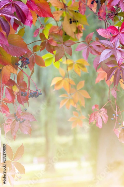 Fototapeta Beautiful parthenocissus, Virginia creeper with red leaves in autumn in the park