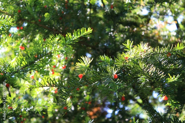 Fototapeta Pine branches