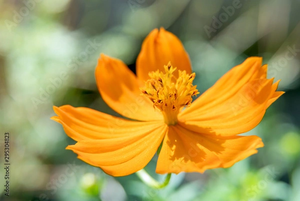 Fototapeta Background macro close up of a bright orange and yellow beautiful flower Sulphur Cosmos.