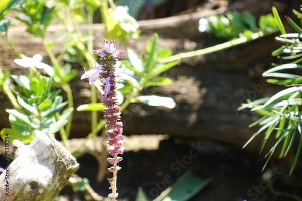 Fototapeta 太陽を浴びて背伸びをしているような一輪の花