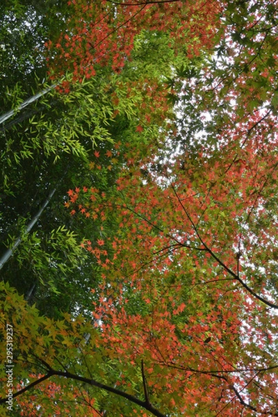 Fototapeta 竹薮の紅葉