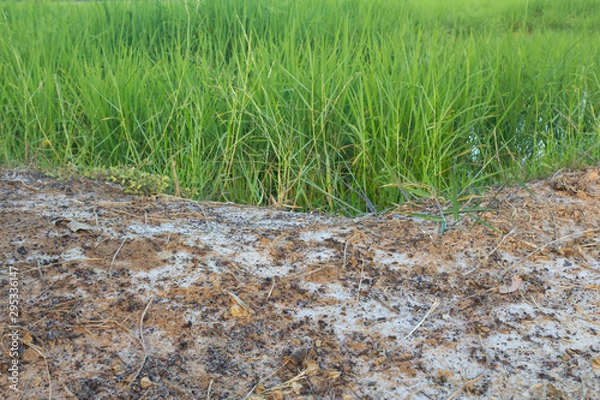 Fototapeta Salty soil