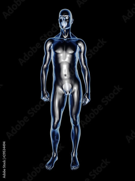 Fototapeta Menschlicher Körper - Anatomie