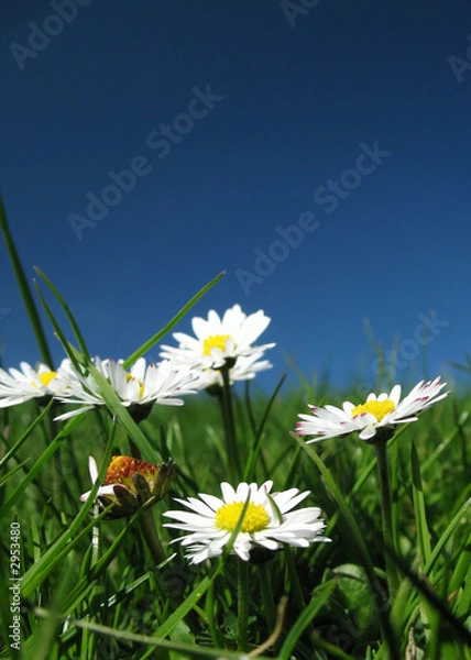 Fototapeta stokrotka