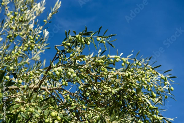 Fototapeta Olives on the tree against blue sky. Selective Focus.