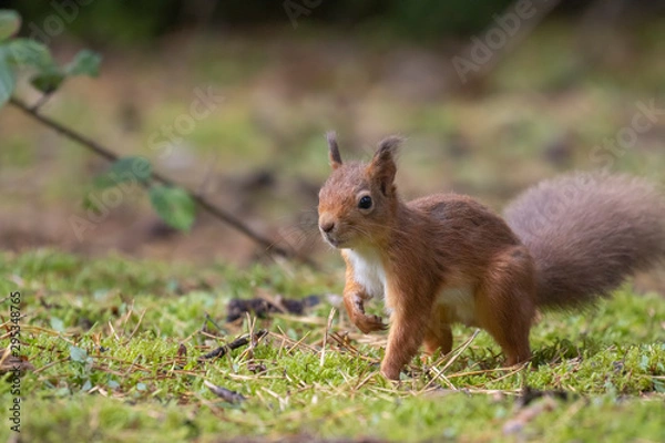 Fototapeta red squirrel, Sciurus vulgaris, close up portrait on moss and forest floor covered in the orange autumn leaves within a pine and birch forest, Scotland.