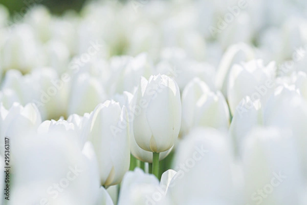 Fototapeta white tulips