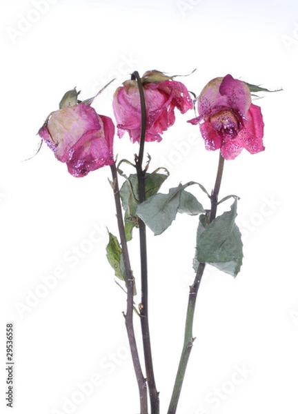 Obraz Drei welke Rosen