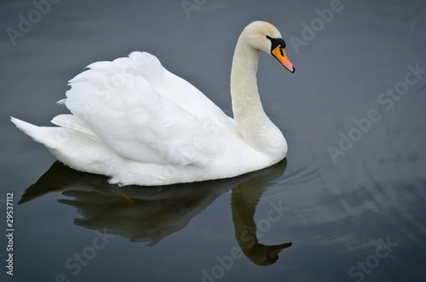 Obraz Mute Swan on a pond