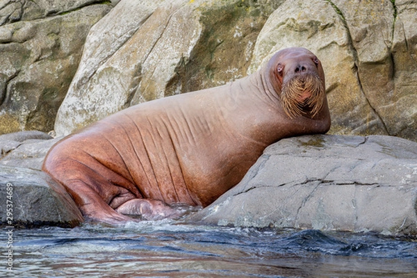 Obraz Walross im Tierpark Hagenbeck