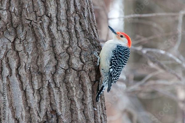 Fototapeta Red bellied woodpecker sits on the tree
