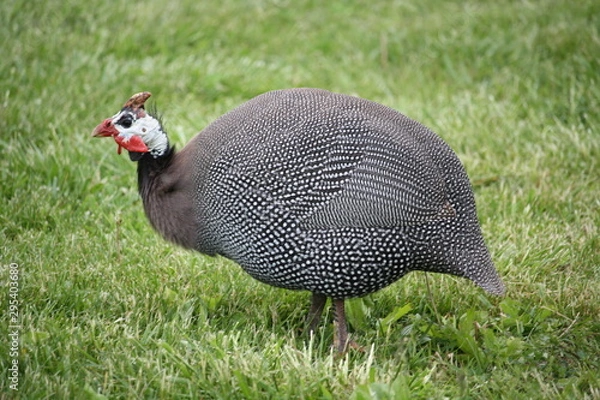 Obraz Gguineafowl