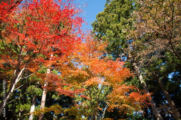 Fototapeta 御岳山ケーブルカー