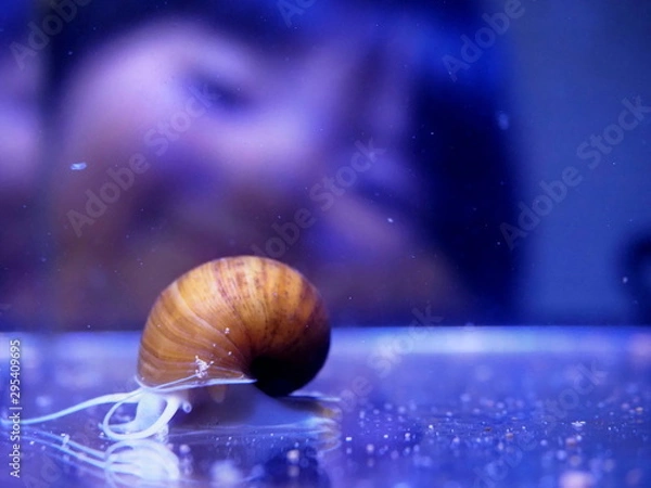 Fototapeta ゴールデンアップルスネール