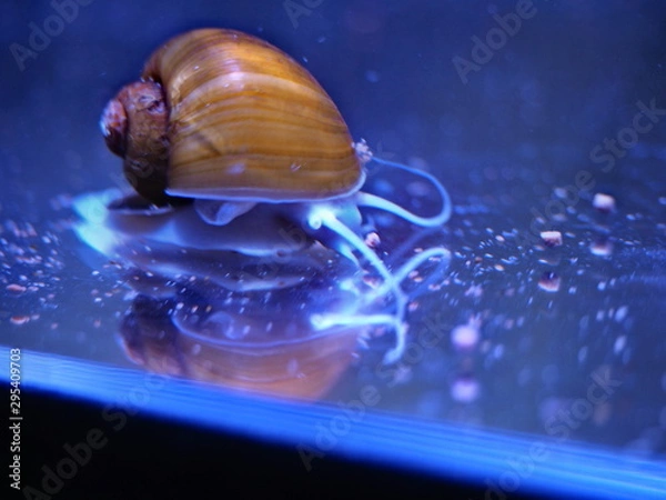 Fototapeta ゴールデンアップルスネール