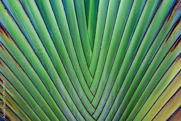 Fototapeta Green and yellow palm leaf texture, template, background