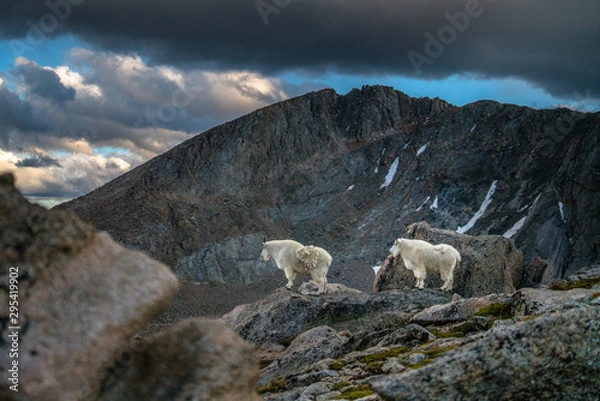 Fototapeta Goats in mountains