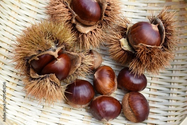 Fototapeta 収穫した栗の実