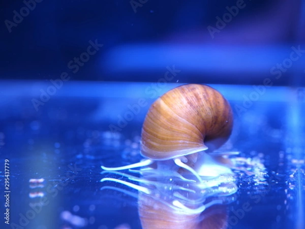 Fototapeta ゴールデンアップルスネール