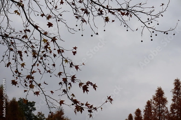 Obraz 丸い実のぶら下がるカエデの木