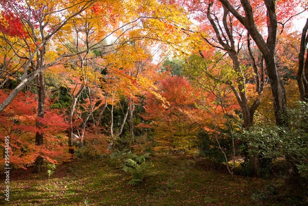 Fototapeta 宝筐院