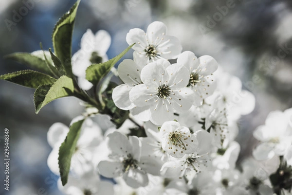 Fototapeta Cherry flowers frame