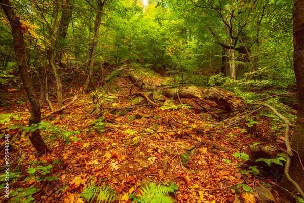 Fototapeta Beautiful autumn landscape