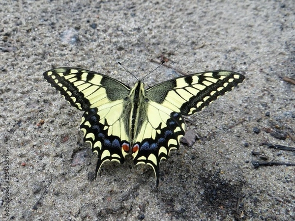 Obraz butterfly on sand