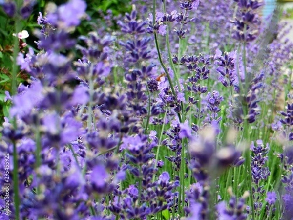Obraz lavender flowers