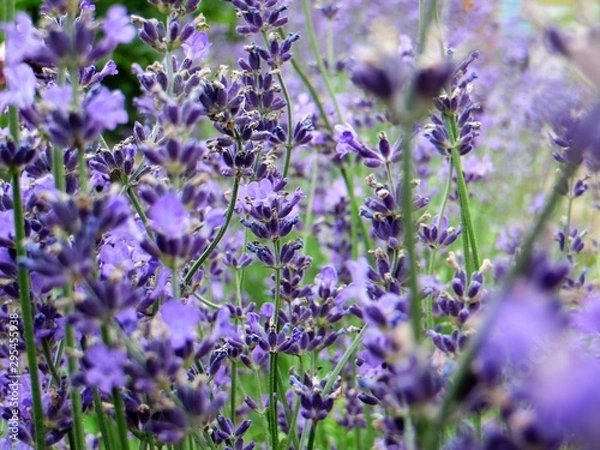 Obraz lavender in the garden