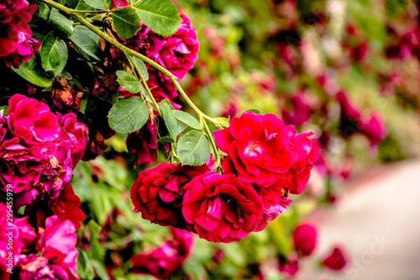 Obraz Flores rojas a la orilla de un río