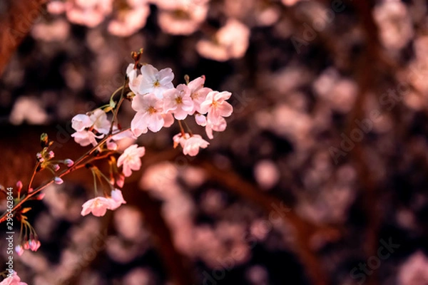 Fototapeta 目黒川の夜桜