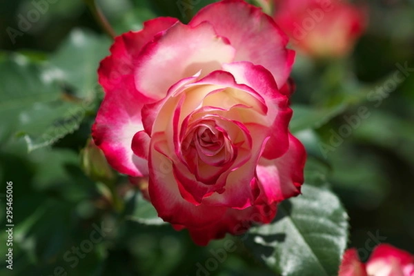 Fototapeta 華麗に咲く