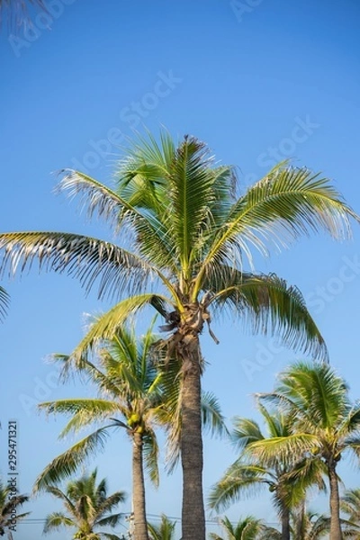 Fototapeta Coconut tree and blue sky