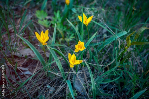 Fototapeta Beautiful fragile spring flowers – wild yellow tulips blooming on the meadow. Selective focus. 