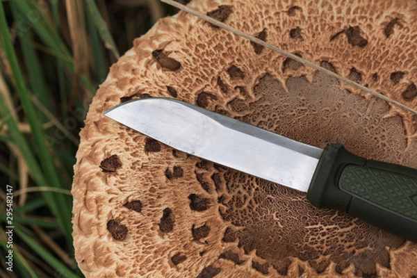 Fototapeta (Macrolepiota procera, Lepiota procera) High fungus. Very tasty and healthy. Edible mushroom. Culinary usage. Mushrooming. A walk in the woods. Man slicing knife parasol mushroom.