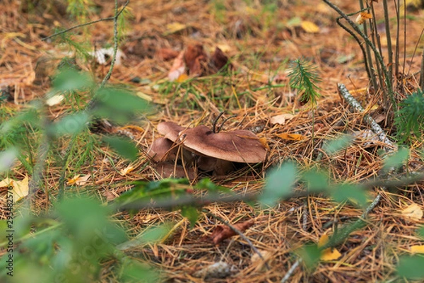Fototapeta Poisonous mushroom growing in the forest. Inedible mushrooms growing in Central Europe. Autumn season.