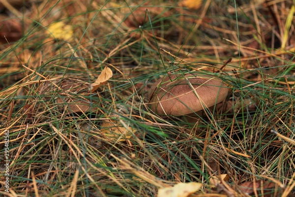 Fototapeta Poisonous mushroom growing in the forest. Inedible mushrooms growing in Central Europe. Autumn season.