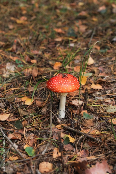 Fototapeta red poison mushroom close up studio shoot