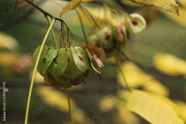 Fototapeta Foliage of a bush in beautiful yellow, orange and red autumn colors. Autumn leaves photographed in Helsinki, Finland.