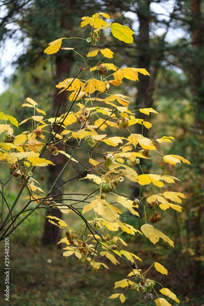 Fototapeta Foliage of a bush in beautiful yellow, orange and red autumn colors. Autumn leaves photographed in Helsinki, Finland.