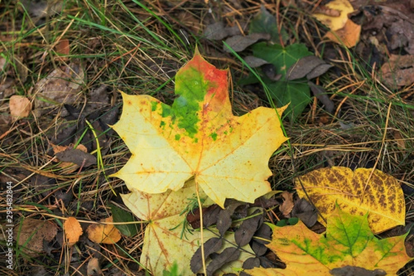 Fototapeta Foliage of a bush in beautiful yellow, orange and red autumn colors. Autumn leaves photography