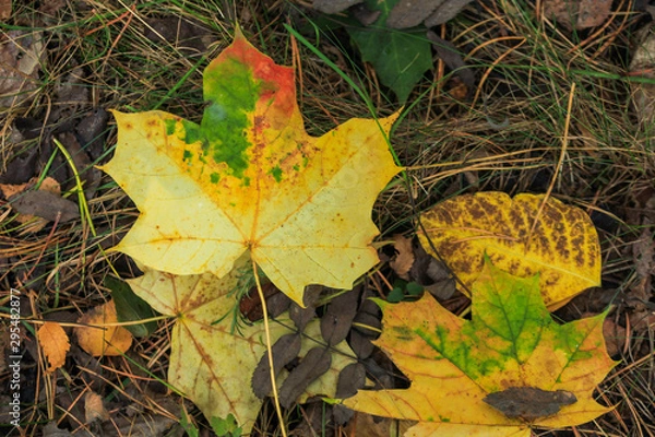 Fototapeta Foliage of a bush in beautiful yellow, orange and red autumn colors. Autumn leaves photographed in Helsinki, Finland.