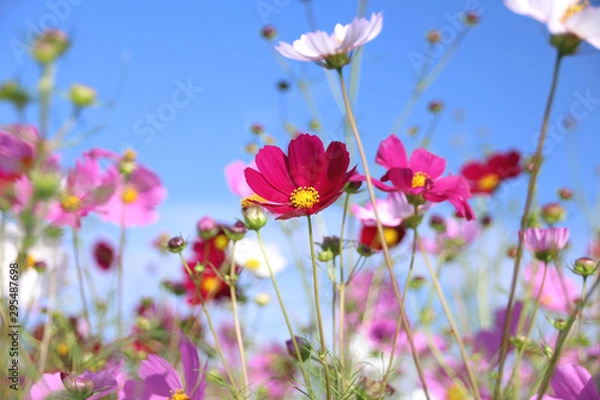 Obraz コスモス　栃木県益子町